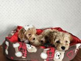 Ev Üretimi Sağlık Garantili Maltipoo Yavrularımız