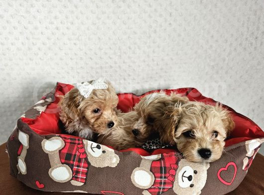 Ev Üretimi Sağlık Garantili Maltipoo Yavrularımız görsel