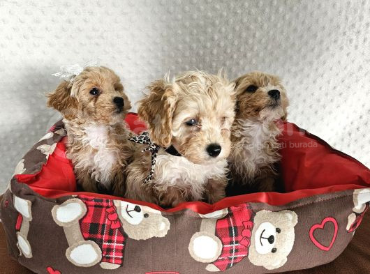 Ev Üretimi Sağlık Garantili Maltipoo Yavrularımız görsel