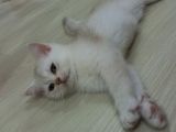 British Shorteir Erkek Yavru Kedi Golden 