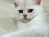 British Shorteir Erkek Yavru Kedi Golden 