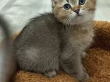 British Shorteir Erkek Yavru Kedi Golden 