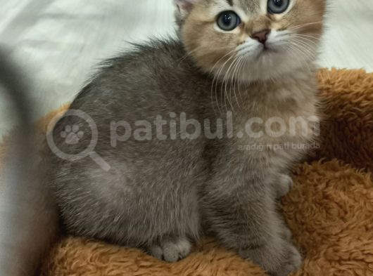 British Shorteir Erkek Yavru Kedi Golden  görsel