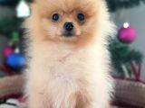 Şecereli Teacup Tedybear Pomeranian Boo