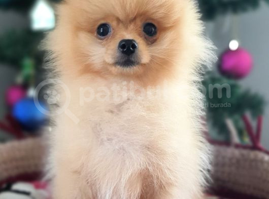 Şecereli Teacup Tedybear Pomeranian Boo