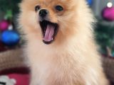 Şecereli Teacup Tedybear Pomeranian Boo