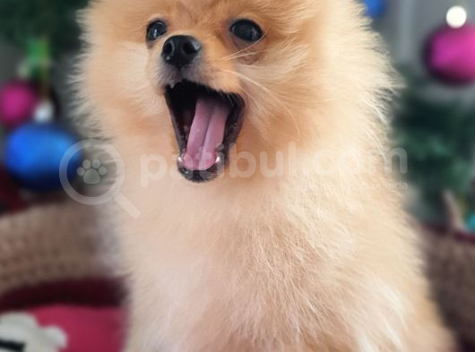 Şecereli Teacup Tedybear Pomeranian Boo görsel