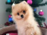 Şecereli Teacup Tedybear Pomeranian Boo