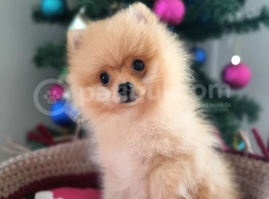 Şecereli Teacup Tedybear Pomeranian Boo görsel
