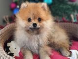 Şecereli Teacup Tedybear Pomeranian Boo