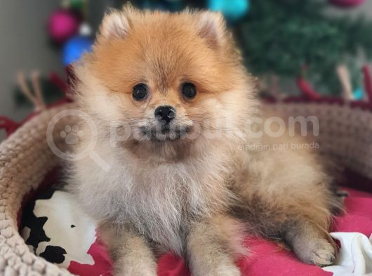 Şecereli Teacup Tedybear Pomeranian Boo görsel