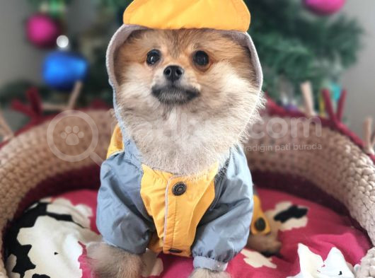 Şecereli Teacup Tedybear Pomeranian Boo görsel