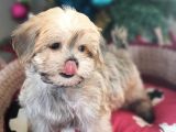 Orjinal Teacup Morkie Yavrularımız
