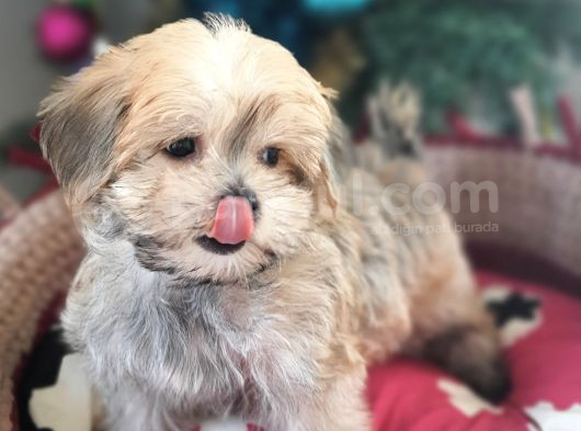 Orjinal Teacup Morkie Yavrularımız görsel