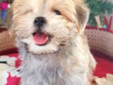 Orjinal Teacup Morkie Yavrularımız