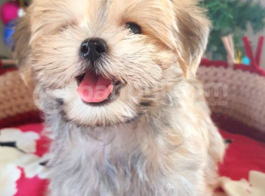 Orjinal Teacup Morkie Yavrularımız görsel