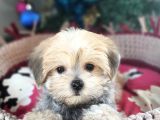 Orjinal Teacup Morkie Yavrularımız