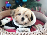 Orjinal Teacup Morkie Yavrularımız