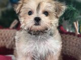 Orjinal Teacup Morkie Yavrularımız