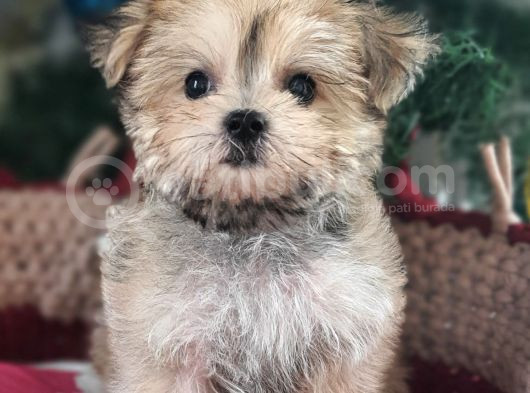 Orjinal Teacup Morkie Yavrularımız görsel