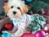 Orjinal Maltepoo Yavrular