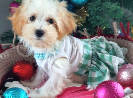 Orjinal Maltepoo Yavrular görsel