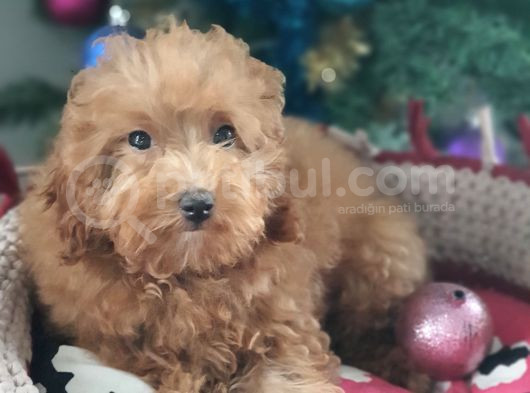 Şecereli Erkek Toy Poodle Yavrumuz görsel