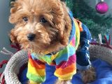 Şecereli Erkek Toy Poodle Yavrumuz