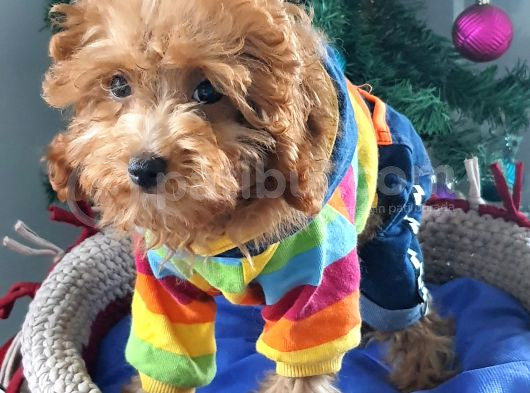 Şecereli Erkek Toy Poodle Yavrumuz görsel