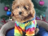 Şecereli Erkek Toy Poodle Yavrumuz