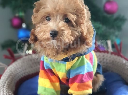 Şecereli Erkek Toy Poodle Yavrumuz görsel