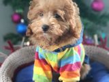 Şecereli Erkek Toy Poodle Yavrumuz