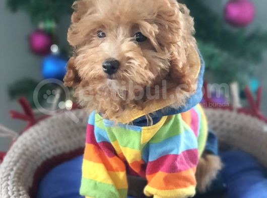 Şecereli Erkek Toy Poodle Yavrumuz görsel