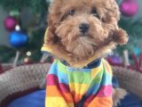Şecereli Erkek Toy Poodle yavrumuz