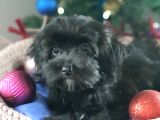 Orjinal Maltepoo Yavrular