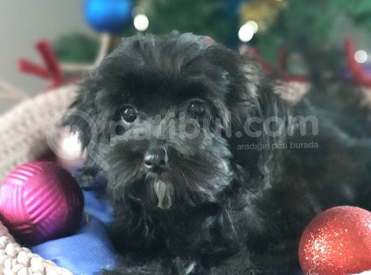 Orjinal Maltepoo Yavrular görsel