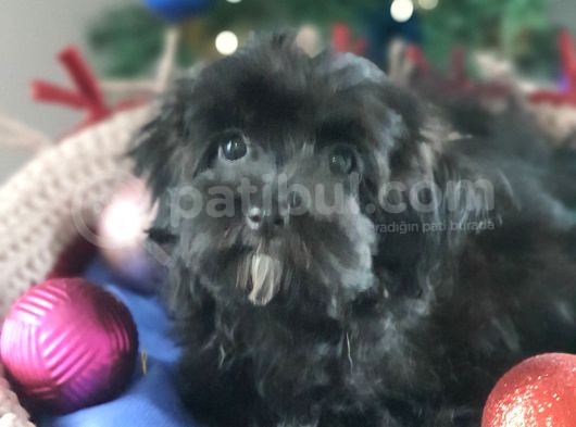 Orjinal Maltepoo Yavrular görsel