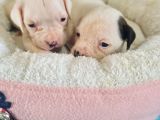 Güç Sevenlere American Bulldog Yavrularımız
