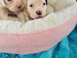 Güç Sevenlere American Bulldog Yavrularımız