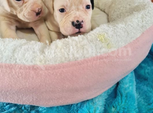 Güç Sevenlere American Bulldog Yavrularımız görsel
