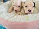 Güç Sevenlere American Bulldog Yavrularımız