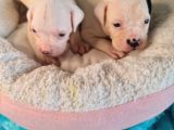 Güç sevenlere american bulldog yavrularımız