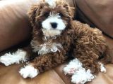 Red braw kıpkırmızı ev üretimi TOOY POODLE 