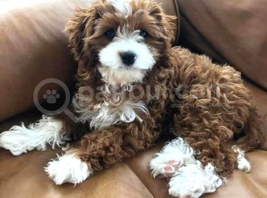 Red Braw Kıpkırmızı Ev Üretimi Tooy Poodle 