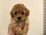Kahve tonlu mini boy puppy sevimli yavrular MALTİPO CİNSİ 