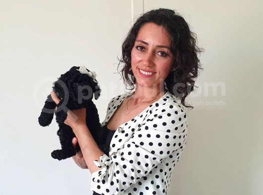 FCİ SCR Lİ ANNE BABADAN BLACK POODLE YAVRULARIMIZ