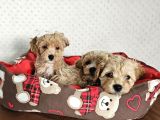 Ev Üretimi Sağlık Garantili Maltipoo Yavrularımız