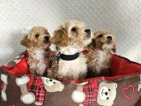 Ev Üretimi Sağlık Garantili Maltipoo Yavrularımız
