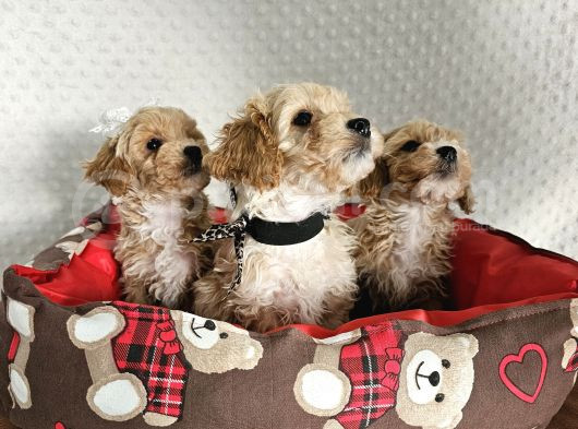 Ev Üretimi Sağlık Garantili Maltipoo Yavrularımız görsel