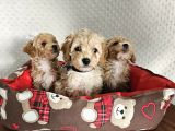Ev Üretimi Sağlık Garantili Maltipoo Yavrularımız